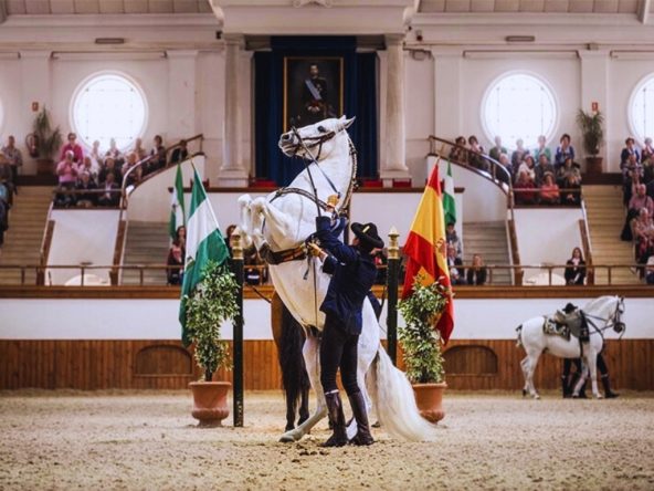 Espectáculo de caballos andaluces bailando