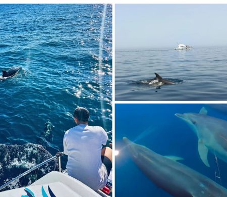 Avistamiento de Delfines Salvajes