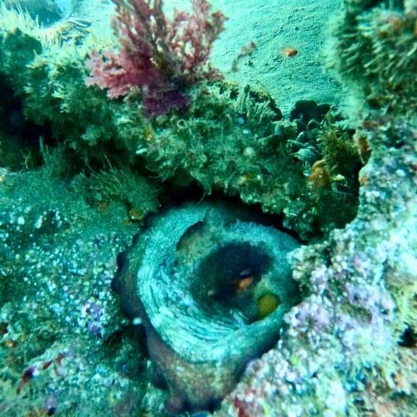 Arrecifes y Algas de Coral en Benalmadena