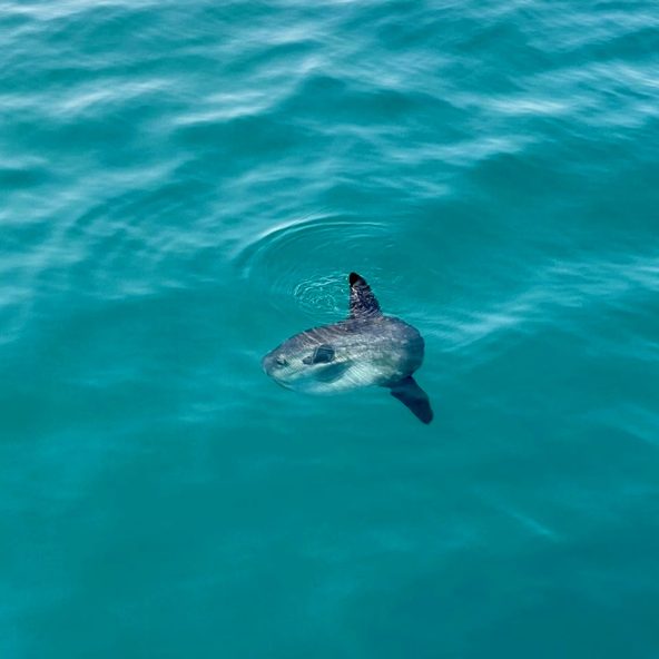 Delfin feliz saludando a los pasajeros del barco