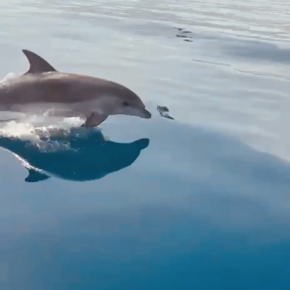 Delfin saltando en Malaga