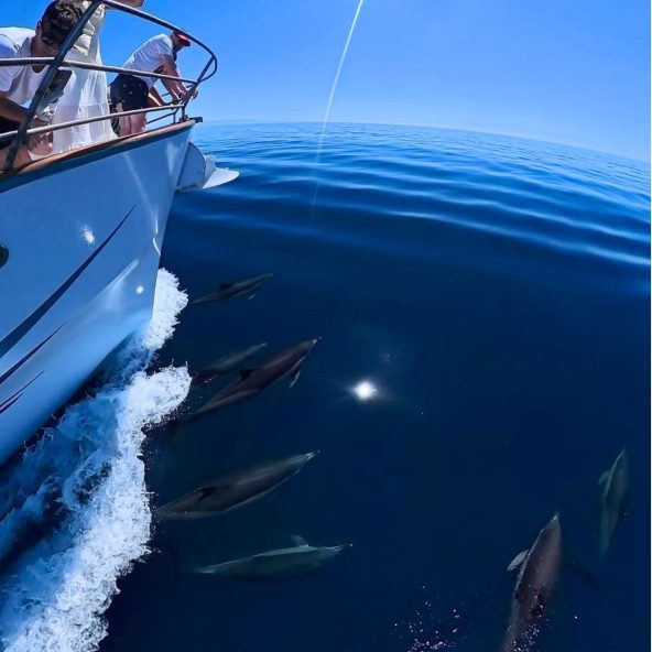 Dolphins of Benalmádena