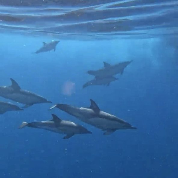 Grupo de delfines debajo del agua