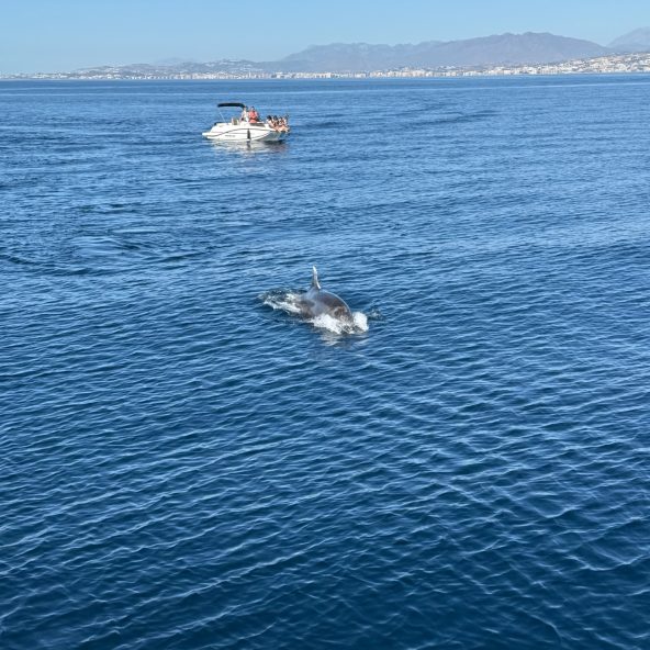 Delfin en la costa del sol