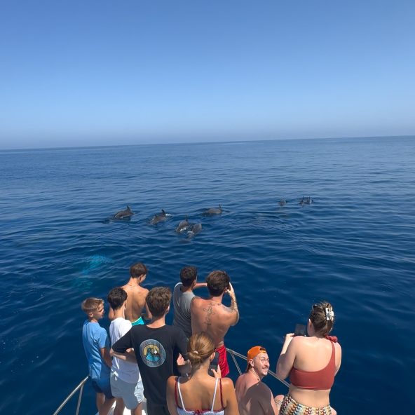 Avistamiento de Delfines Salvajes en Málaga