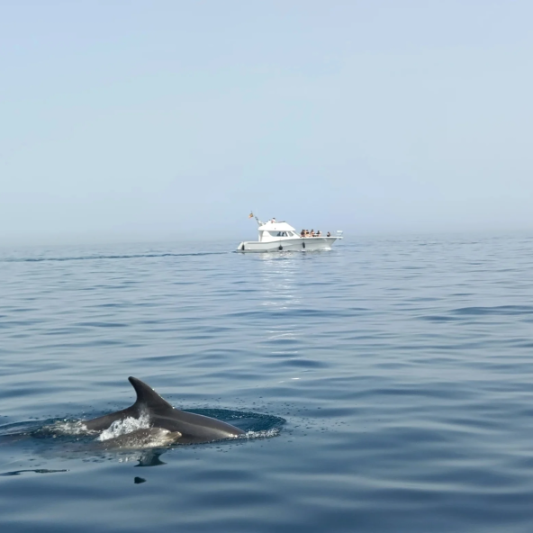Madre e Hijo familia de delfines