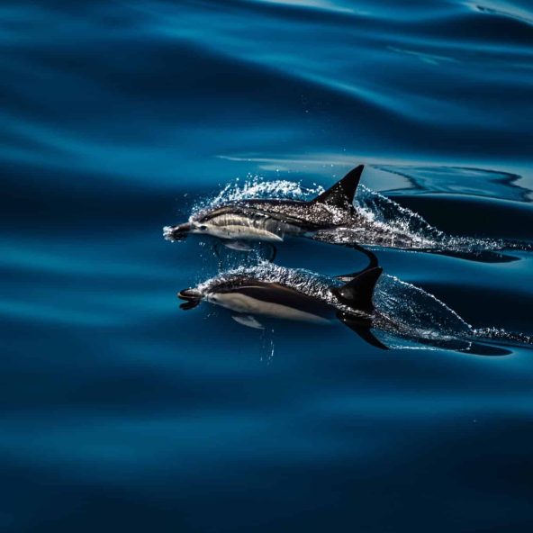 Ver Delfines en Benalmadena