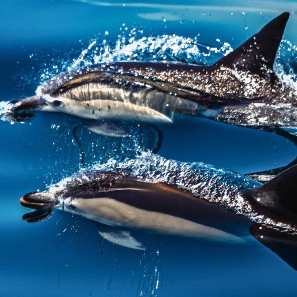 Ver Delfines en Benalmadena en Barco
