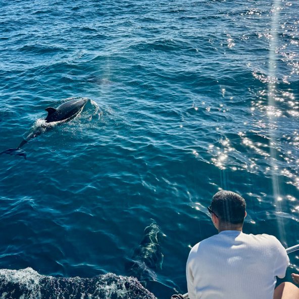 avistamiento de delfines 3