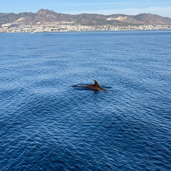 delfin en la costa de Benalmadena