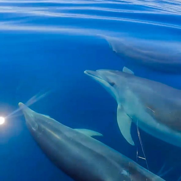 grupo de delfines savajes y jugetones